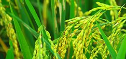 創(chuàng)新大米口感好，營(yíng)養(yǎng)豐富！ 